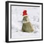 Rabbit in Snow Wearing Christmas Hat-null-Framed Photographic Print