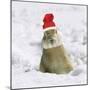 Rabbit in Snow Wearing Christmas Hat-null-Mounted Photographic Print