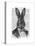 Rabbit in Suit Portrait-Fab Funky-Stretched Canvas