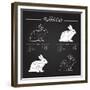 Rabbit Meat Cuts Scheme - Chalkboard-ONiONAstudio-Framed Premium Giclee Print