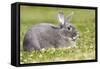 Rabbit Perl Feh, Parelfeh Breed Originated in Germany-null-Framed Stretched Canvas