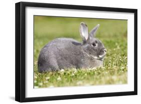 Rabbit Perl Feh, Parelfeh Breed Originated in Germany-null-Framed Photographic Print