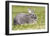 Rabbit Perl Feh, Parelfeh Breed Originated in Germany-null-Framed Photographic Print