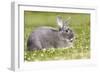 Rabbit Perl Feh, Parelfeh Breed Originated in Germany-null-Framed Photographic Print