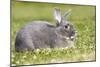 Rabbit Perl Feh, Parelfeh Breed Originated in Germany-null-Mounted Photographic Print