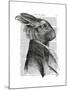 Rabbit Portrait Profile-Fab Funky-Mounted Art Print