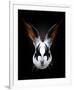 Rabbit Rocks-Robert Farkas-Framed Art Print