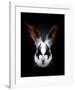 Rabbit Rocks-Robert Farkas-Framed Art Print