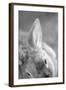 Rabbit's Ear-Henry Horenstein-Framed Giclee Print