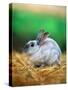 Rabbit Sitting on Bale of Straw-Chase Swift-Stretched Canvas