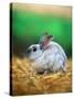 Rabbit Sitting on Bale of Straw-Chase Swift-Stretched Canvas