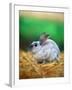 Rabbit Sitting on Bale of Straw-Chase Swift-Framed Photographic Print