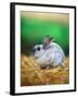 Rabbit Sitting on Bale of Straw-Chase Swift-Framed Photographic Print