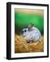 Rabbit Sitting on Bale of Straw-Chase Swift-Framed Photographic Print