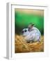 Rabbit Sitting on Bale of Straw-Chase Swift-Framed Photographic Print