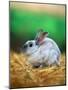 Rabbit Sitting on Bale of Straw-Chase Swift-Mounted Photographic Print