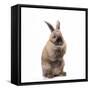 Rabbit Sitting Up on Hind Legs-null-Framed Stretched Canvas