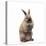 Rabbit Sitting Up on Hind Legs-null-Stretched Canvas