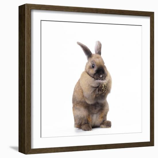 Rabbit Sitting Up on Hind Legs-null-Framed Photographic Print