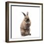 Rabbit Sitting Up on Hind Legs-null-Framed Photographic Print