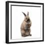 Rabbit Sitting Up on Hind Legs-null-Framed Photographic Print