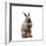 Rabbit Sitting Up on Hind Legs-null-Framed Photographic Print