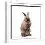 Rabbit Sitting Up on Hind Legs-null-Framed Photographic Print