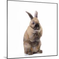 Rabbit Sitting Up on Hind Legs-null-Mounted Photographic Print