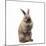 Rabbit Sitting Up on Hind Legs-null-Mounted Photographic Print