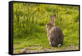 Rabbit Sitting Watching-photographhunter-Framed Stretched Canvas