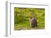 Rabbit Sitting Watching-photographhunter-Framed Photographic Print