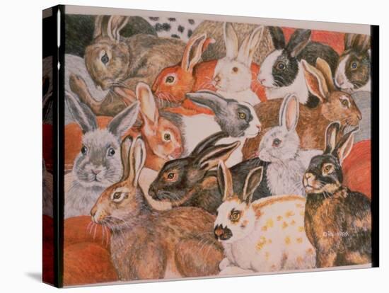 Rabbit-Spread-Ditz-Stretched Canvas