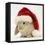 Rabbit Wearing a Father Christmas Hat-Jane Burton-Framed Stretched Canvas