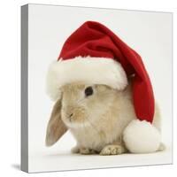 Rabbit Wearing a Father Christmas Hat-Jane Burton-Stretched Canvas