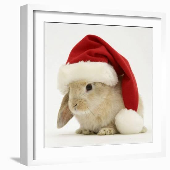 Rabbit Wearing a Father Christmas Hat-Jane Burton-Framed Photographic Print