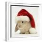 Rabbit Wearing a Father Christmas Hat-Jane Burton-Framed Photographic Print