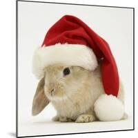 Rabbit Wearing a Father Christmas Hat-Jane Burton-Mounted Photographic Print