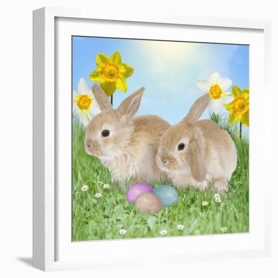 Rabbit with Easter Eggs and Daffodils-null-Framed Photographic Print