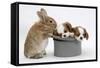 Rabbit with Two Blenheim Cavalier King Charles Spaniel Puppies Sleeping in a Top Hat-Mark Taylor-Framed Stretched Canvas