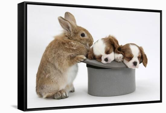 Rabbit with Two Blenheim Cavalier King Charles Spaniel Puppies Sleeping in a Top Hat-Mark Taylor-Framed Stretched Canvas