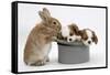 Rabbit with Two Blenheim Cavalier King Charles Spaniel Puppies Sleeping in a Top Hat-Mark Taylor-Framed Stretched Canvas