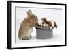 Rabbit with Two Blenheim Cavalier King Charles Spaniel Puppies Sleeping in a Top Hat-Mark Taylor-Framed Photographic Print
