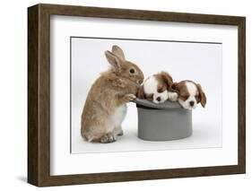 Rabbit with Two Blenheim Cavalier King Charles Spaniel Puppies Sleeping in a Top Hat-Mark Taylor-Framed Photographic Print