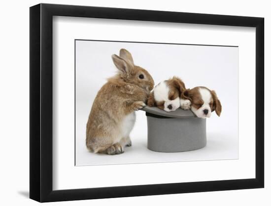 Rabbit with Two Blenheim Cavalier King Charles Spaniel Puppies Sleeping in a Top Hat-Mark Taylor-Framed Photographic Print