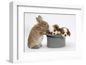 Rabbit with Two Blenheim Cavalier King Charles Spaniel Puppies Sleeping in a Top Hat-Mark Taylor-Framed Photographic Print