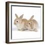 Rabbit X2 Three Weeks Old-null-Framed Photographic Print