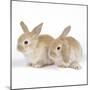 Rabbit X2 Three Weeks Old-null-Mounted Photographic Print