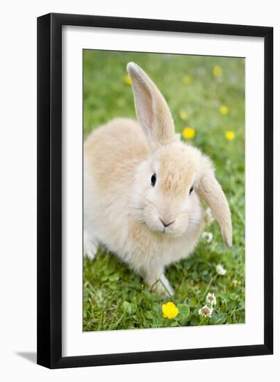 Rabbit Young on Grass Lawn Amongst Buttercups-null-Framed Photographic Print