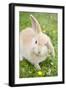 Rabbit Young on Grass Lawn Amongst Buttercups-null-Framed Photographic Print