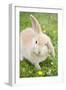Rabbit Young on Grass Lawn Amongst Buttercups-null-Framed Photographic Print